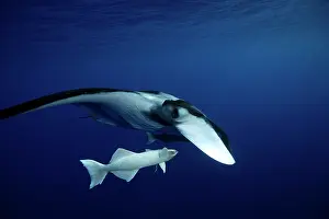 Birostris: Manta Ray - with Remora Suckerfish (Remora remora) San Bened