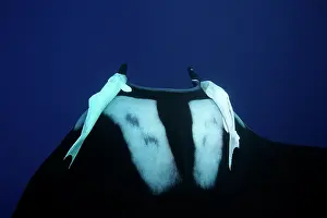 Birostris: Manta Ray - with Remora Suckerfish (Remora remora) San Bened