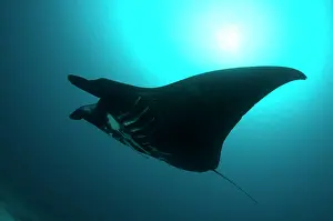 Arborek: Manta Ray - with remoras underneath and sun in background