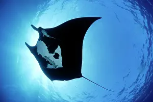 Birostris: Manta Ray - San Benedicto, Revillagigedo, Socorro Islands, M