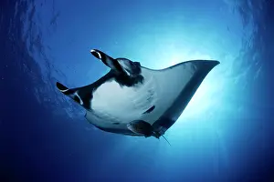 Birostris: Manta Ray - San Benedicto, Revillagigedo, Socorro Islands, M