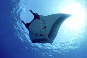 Birostris: Manta Ray - San Benedicto Revillagigedo Socorro Islands Mexi