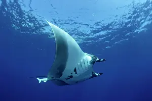 Birostris: Manta Ray - San Benedicto Revillagigedo Socorro Islands Mexi