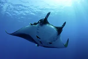 Birostris: Manta Ray - San Benedicto Revillagigedo Socorro Islands Mexi