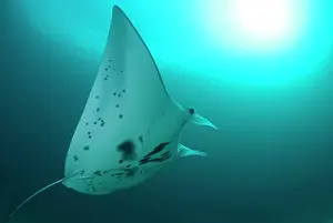 Arborek: Manta Ray - against sun
