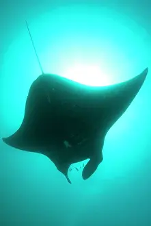 Arborek: Manta Ray - against sun