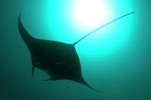 Arborek: Manta Ray - against sun