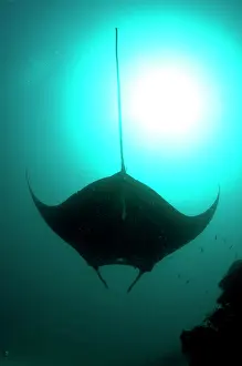 Arborek: Manta Ray - against sun