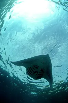 Birostris: Manta Ray from below with sun in background Manta