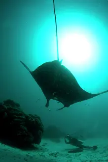 Arborek: Manta Ray - against sun being photographed by diver
