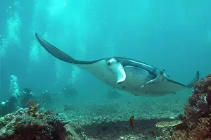 Birostris: Manta Ray being watched by divers Manta Channel
