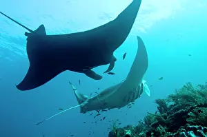 Waits: Manta Rays - line up at a cleaning station - The