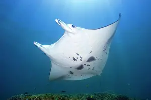 Clean: Manta schwimmt uber Putzerstation in Korallenriff