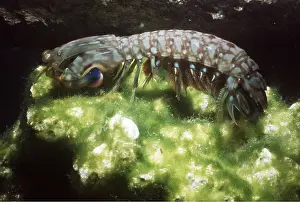 Shrimps: MANTA SHRIMP