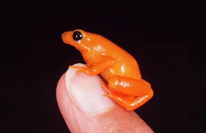 Nails: MANTELLA FROG -ORANGE, ON NAIL