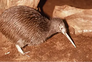 Kiwis: MANTELLE KIWI