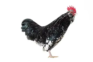 Mantes: Mantes Chicken Cockerel / Rooster