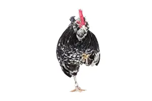 Hopping: Mantes Chicken Cockerel / Rooster