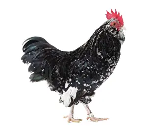 Mantes: Mantes Chicken Cockerel / Rooster