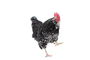 Hopping: Mantes Chicken Cockerel / Rooster
