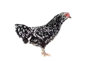 Mantes: Mantes Chicken hen