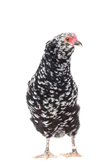 Mantes: Mantes Chicken hen