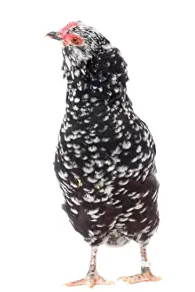 Mantes: Mantes Chicken hen