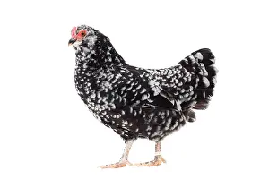 Mantes: Mantes Chicken hen