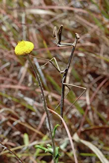 Button: Mantid on Billy Button Flower
