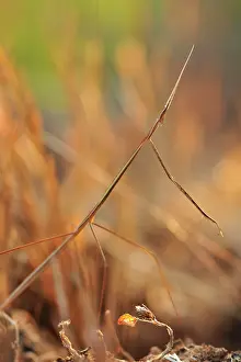Mantid camouflaged