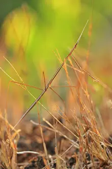 Mantids: Mantid camouflaged