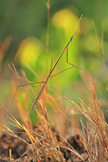 Mantids: Mantid camouflaged