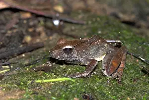 Luteus: Mantidactylus cf. luteus