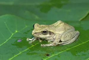 Mantidactylus: Mantidactylus Tornieri - Endemic