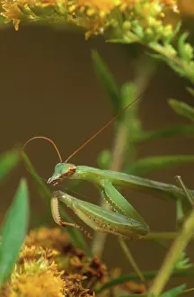 Religiosa: Mantis Cleaning Antenna