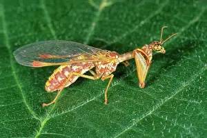Lacewings: Mantis Fly / Mantis Lacewing - on leaf
