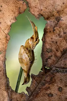 Dictyoptera: Mantis (Gongylus gongylodes)