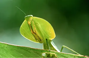 Alike: MANTIS - LOOKS LIKE LEAF