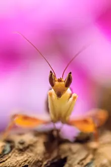 Spiny: Mantis, male of the African flower mantis (Pseudocreobotra