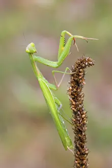 Croatia: Mantis (Mantodea) sits on a dry plant, Istria, Croatia