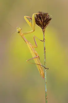 Croatia: Mantis (Mantodea) sits on a dry plant, Istria, Croatia