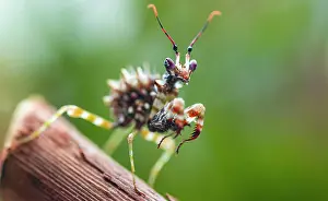Nymph: Mantis, nymph of the African flower mantis (Pseudocreobotra