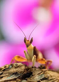 Spiny: Mantis, nymph of the African flower mantis (Pseudocreobotra