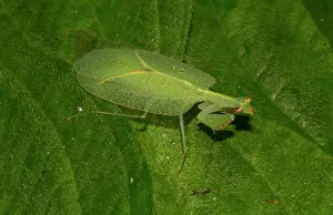Marojejy: Mantis (Platycalymma viettei), extremely rare, in