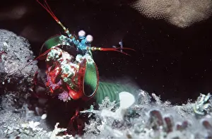 Tentacles: MANTIS SHRIMP