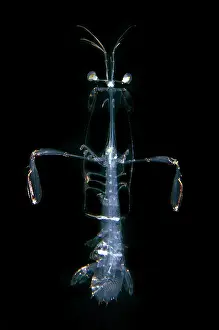 Mantis: Mantis Shrimp