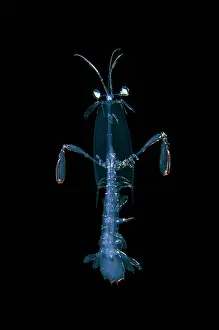 Mantis: Mantis Shrimp