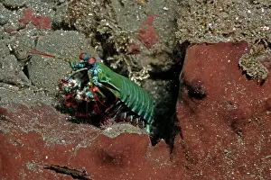 Blades: Mantis Shrimp - this bright little carnivore hunts