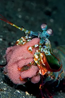 Shellfishes: Mantis Shrimp - with eggs