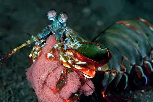 Shellfishes: Mantis Shrimp - with eggs